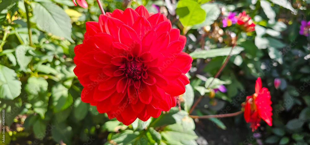 Dahlia close-up on a blurry very beautiful background.