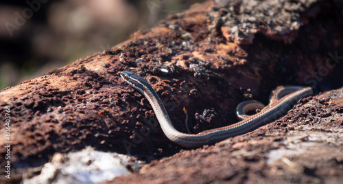 little snake posing in the sun, Philodryas chamissonis photo