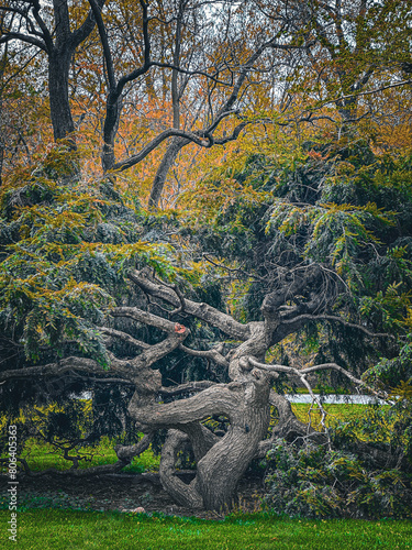 trees in the Botanical Garden