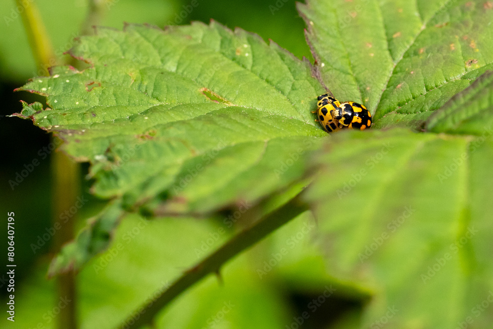 Due coccinelle innamorate su foglie Due coccinelle innamorate su foglie