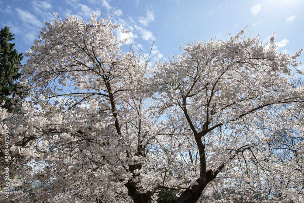 Cherry blossoms in full bloom in the park, Toronto, Canada. Cherry blossoms in full bloom in the park, Toronto, Canada.