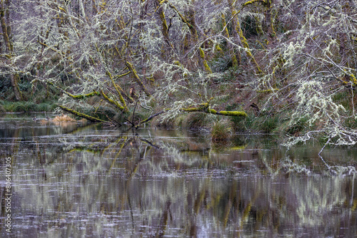 Fallen tree hanging over the water with a colorful reflection on the Oregon coast