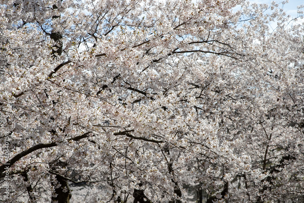 Cherry blossoms in full bloom in Toronto, Canada. Cherry blossom in spring. Cherry blossoms in full bloom in Toronto, Canada. Cherry blossom in spring.