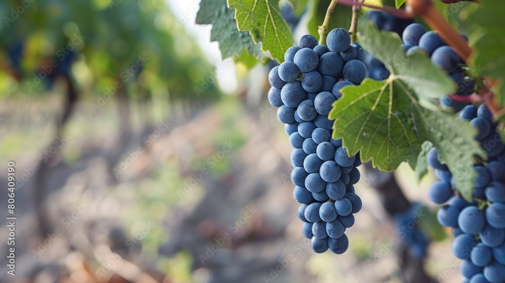 Close up of grapes hanging on branch . Generative Ai