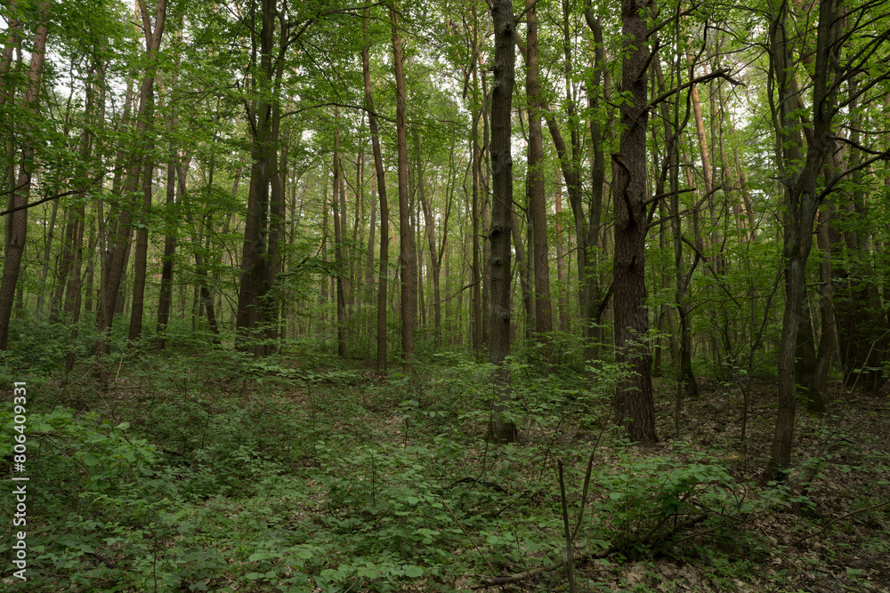 Fototapeta premium Trees In The Forest
