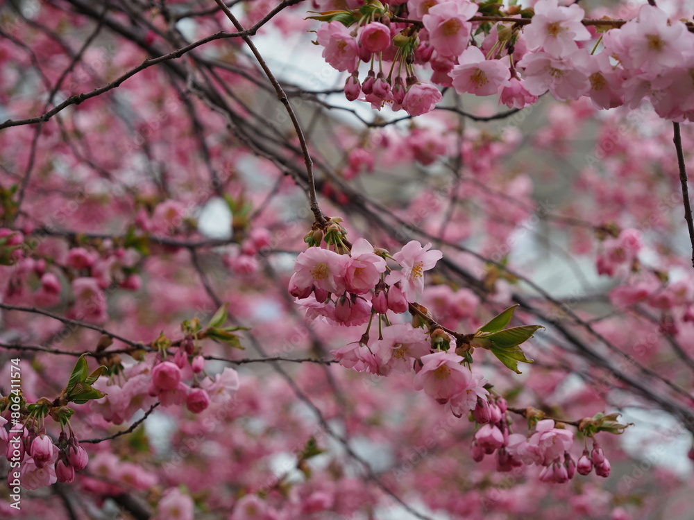 cherry blossom cherry blossom