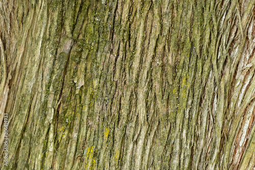  Embossed texture of the bark of a tree with green moss and lichen on it. 