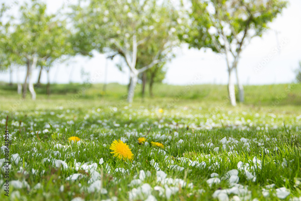 Yellow dandelions and white flowers of cherry or apple tree among green grass. Blooming flowers and leaves in garden on a spring sunny day. Plants close up