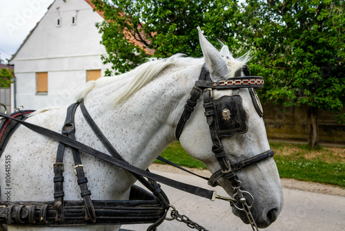 Beautiful white horse harnessed with blinders for trips around the Mandjelos village in Vojvodina, Serbia