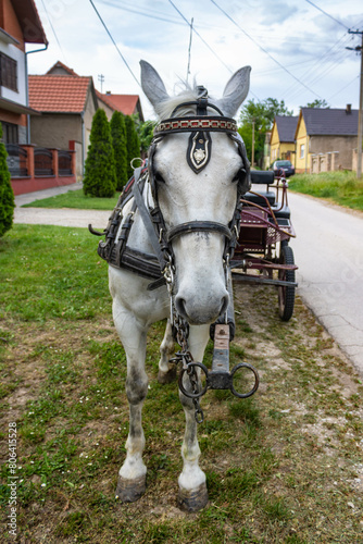 Beautiful white horse harnessed with blinders for trips around the Mandjelos village in Vojvodina, Serbia