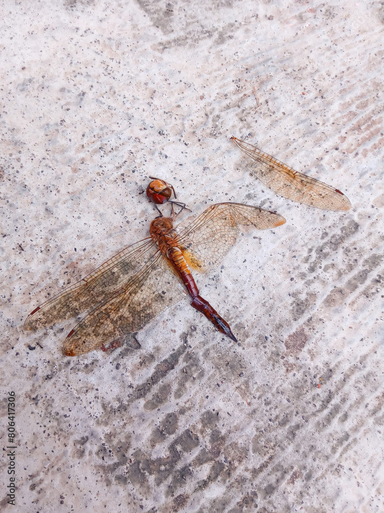 dead dragonfly on the cement floor. The dragonfly's head and wings are separated from its body. ants swarm around a dead dragonfly
dead dragonfly on the cement floor. The dragonfly's head and wings are separated from its body. ants swarm around a dead dragonfly