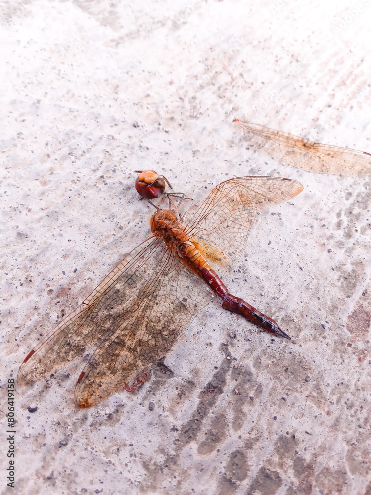 dead dragonfly on the cement floor. The dragonfly's head and wings are separated from its body. ants swarm around a dead dragonfly
dead dragonfly on the cement floor. The dragonfly's head and wings are separated from its body. ants swarm around a dead dragonfly