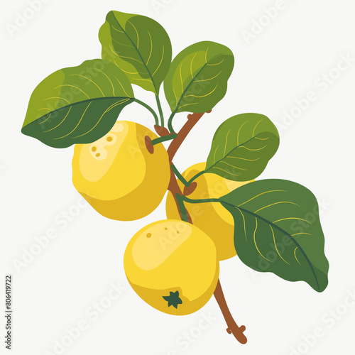 A bunch of yellow pears hanging from a tree. The pears are ripe and ready to be picked