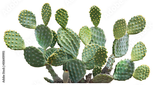 group of green opuntia cactus tree, isolated on white background, PNG, cutout, or clipping path. interior or garden design elements