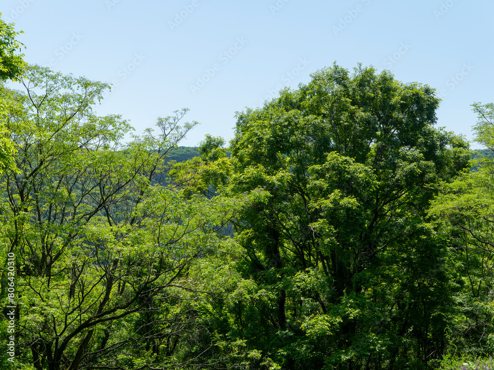 青空と新緑の樹木