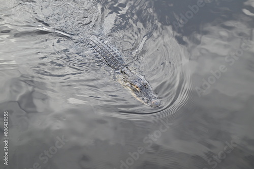 juvenile American alligator, Myakka State Park, Florida photo