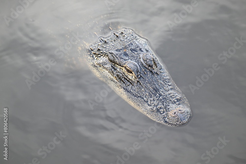 young Florida American alligator close-up Myakka River State Park, Florida photo