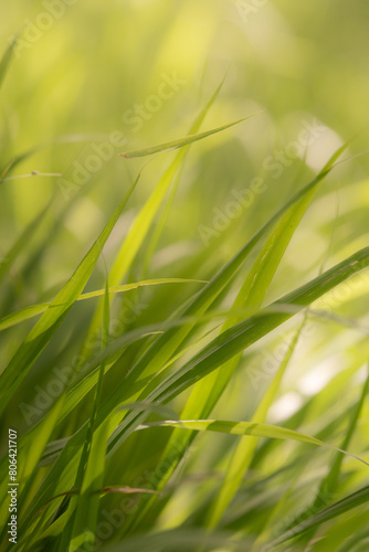 Lush Green Grass in Soft Light