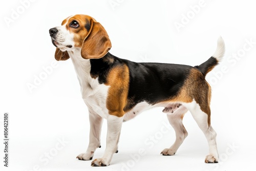 the beside view Beagle dog standing on white background