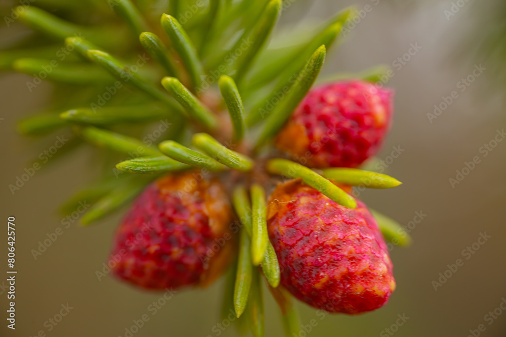 Spruce red spring buds ecologically pure forest. Spruce red spring buds ecologically pure forest.
