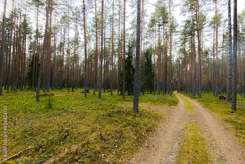 Fototapeta premium Gravel road in a pine forest in the spring of an ecologically clean forest