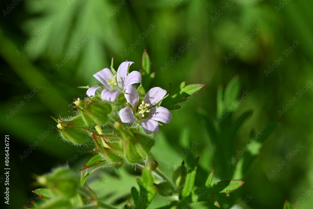 Geranium carolinianum flowers. A Geraniaceae weed native to North America. It produces pale purple flowers from May to June. Geranium carolinianum flowers. A Geraniaceae weed native to North America. It produces pale purple flowers from May to June.