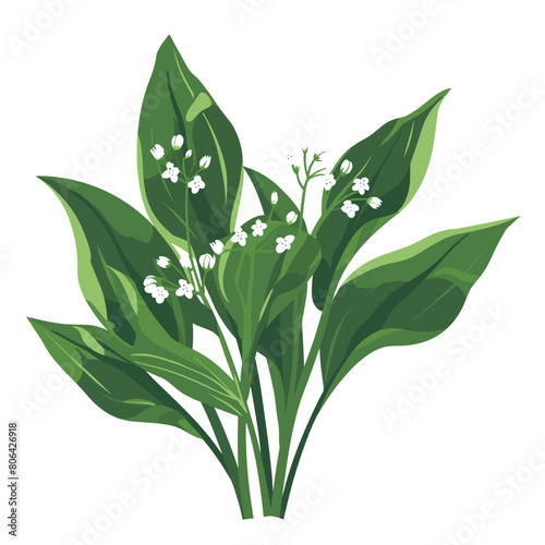 A green Wild garlic leafy plant with white flowers. The plant is in the middle of the image