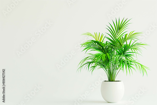 A vibrant green houseplant, adding a touch of nature's beauty to the minimalist white studio setting.