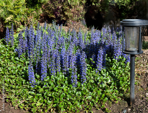 Garden of blue wild flowers with green power solar light