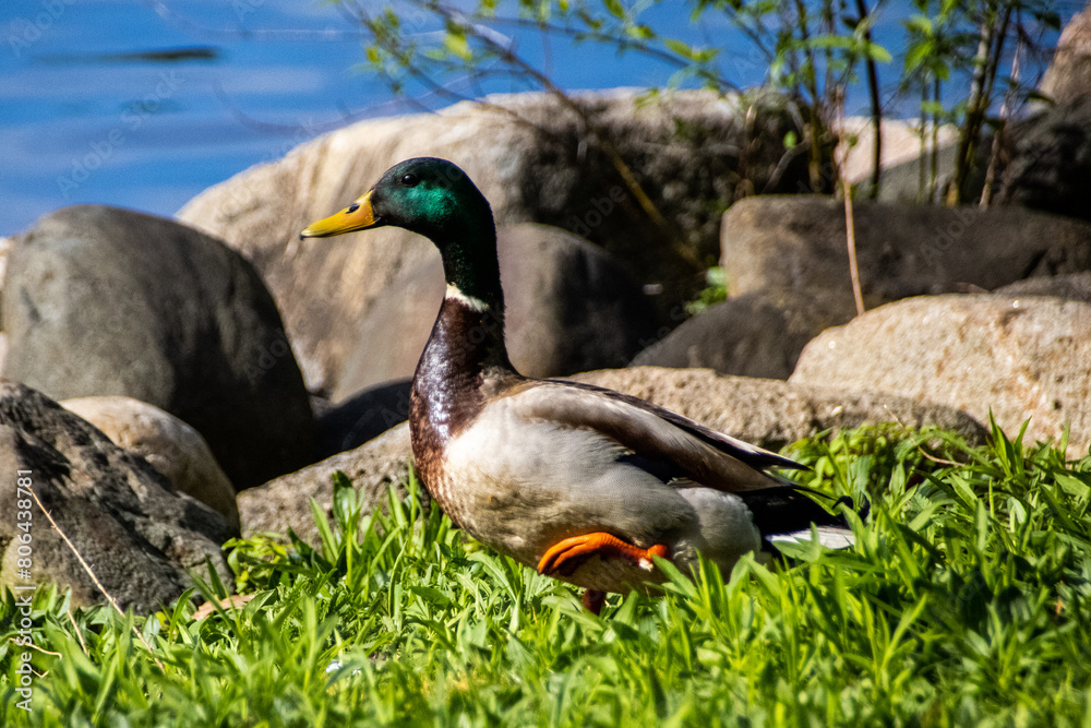 duck in the grass duck in the grass