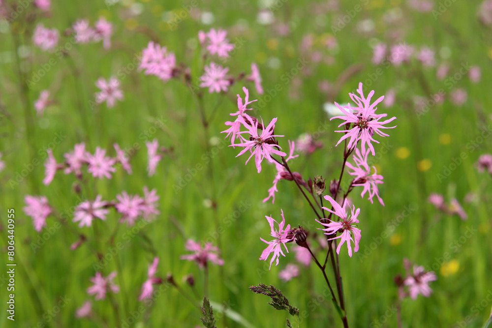 Naturbelassene Blumenwiese