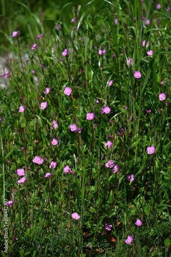 Rose evening primrose ( Oenothera rosea ) flowers. Onagraceae perennial plants. Four-petaled pink flowers bloom from May to September.