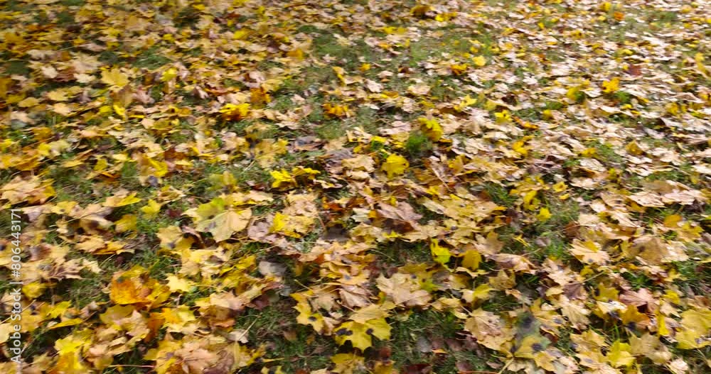 yellow foliage maple trees in autumn, maple in autumn in cloudy weather yellow foliage maple trees in autumn, maple in autumn in cloudy weather