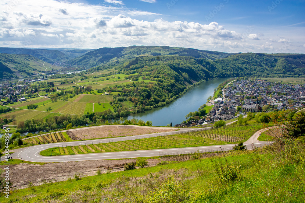 Fototapeta premium Mosel vineyards in spring