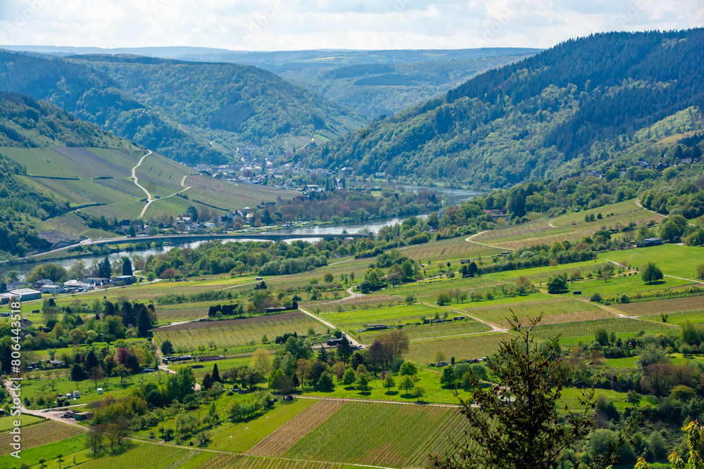 Fototapeta premium Mosel vineyards in spring