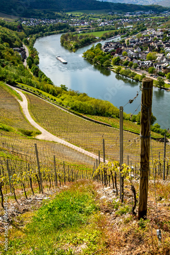 Mosel vineyards in spring