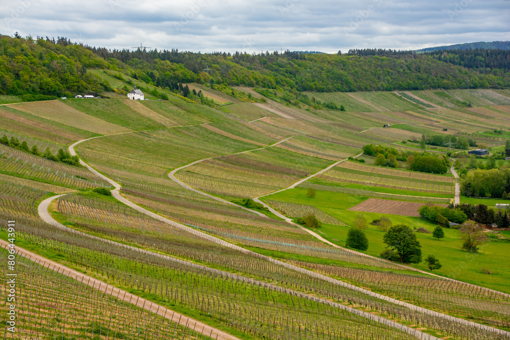 Fototapeta premium A walk through the Mosel vineyards