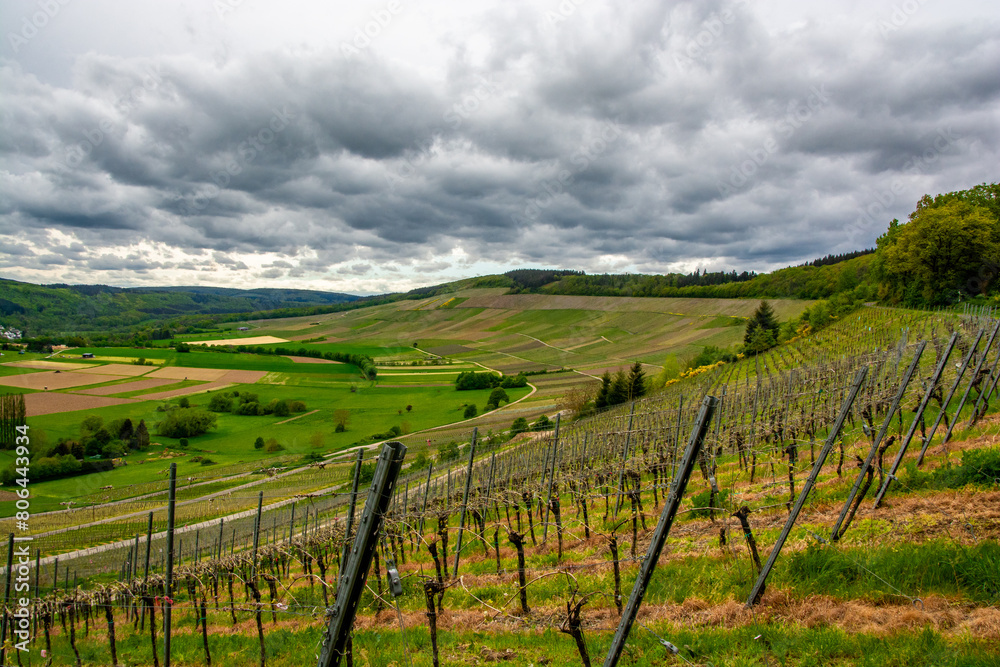 A walk through the Mosel vineyards A walk through the Mosel vineyards