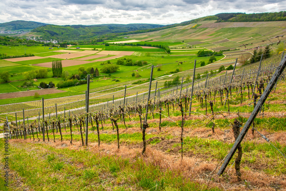 Fototapeta premium A walk through the Mosel vineyards