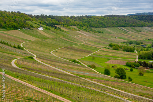 A walk through the Mosel vineyards