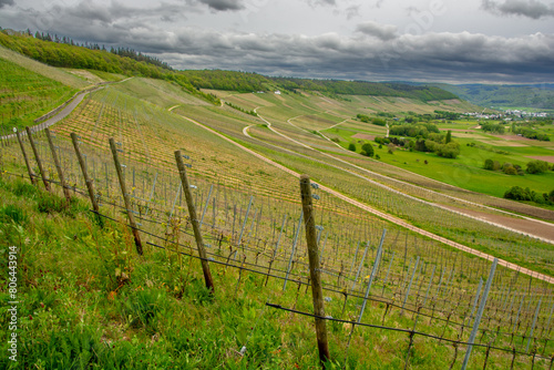 Wallpaper Mural A walk through the Mosel vineyards Torontodigital.ca