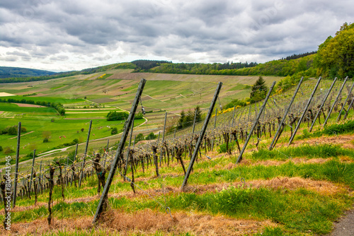 A walk through the Mosel vineyards photo