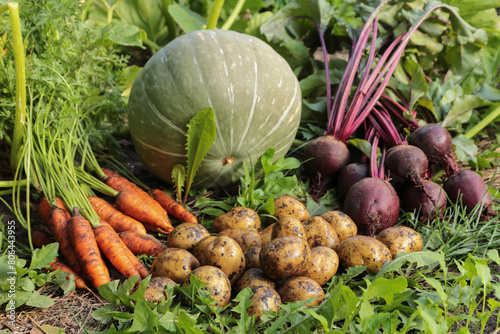 Autumn vegetables in garden on garden bed. Harvest of bunch fresh raw carrot, beetroot, potato and green pumpkin on sun in sunlight