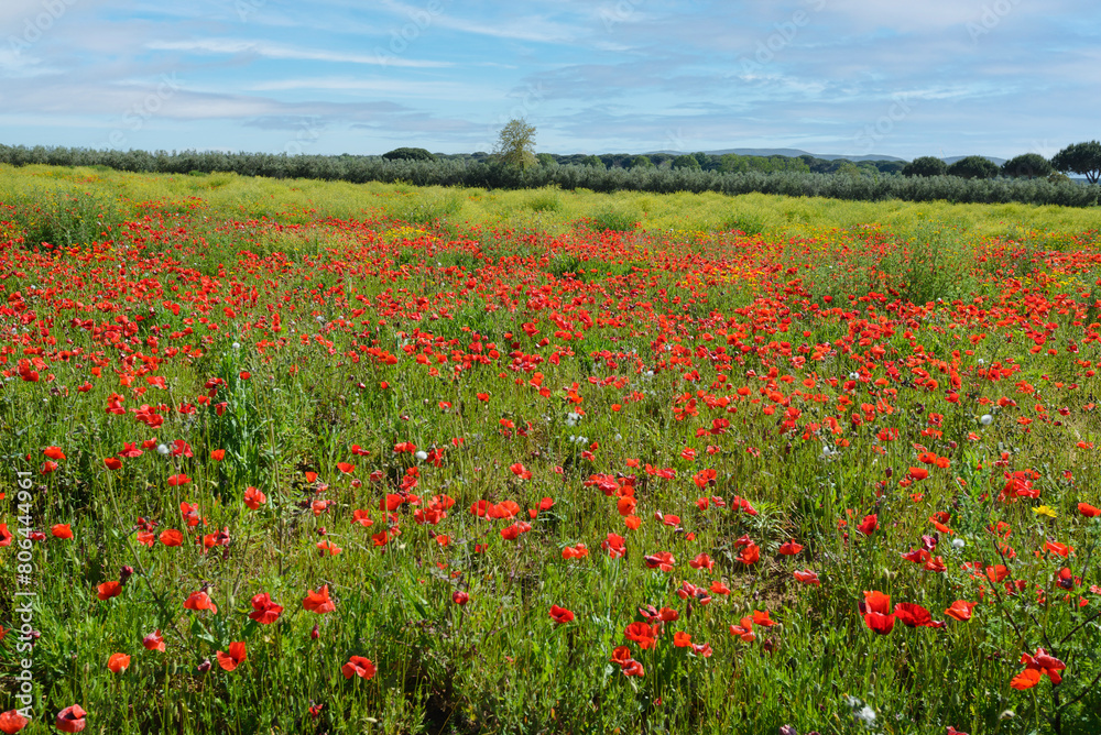 Field of poppies during spring flowering, San Vincenzo, Tuscany, Italy