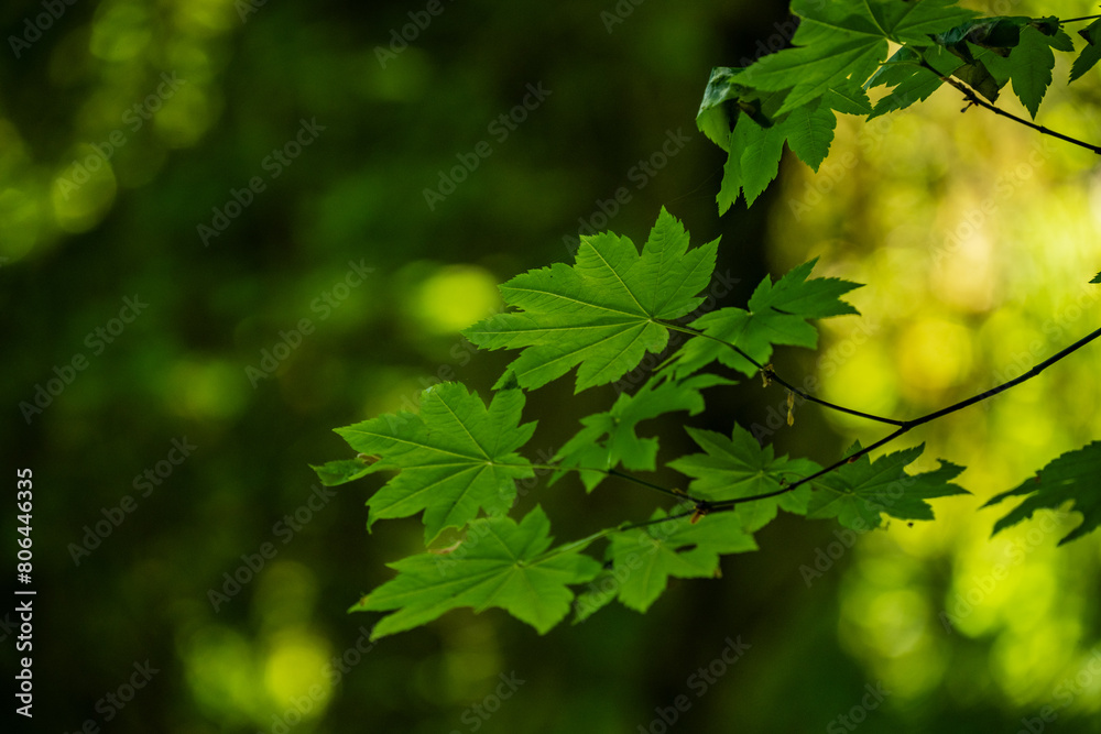 Bright Green Maple Leaves Hang Over Trail In Summer Bright Green Maple Leaves Hang Over Trail In Summer