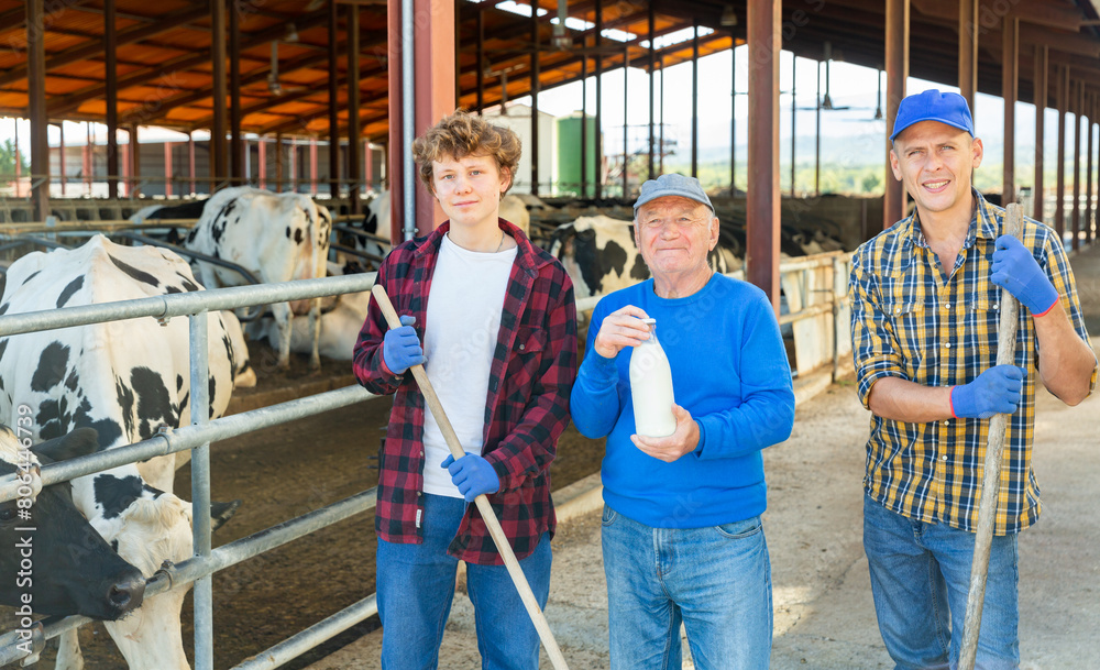 Portrait of three successful farmers at dairy farm with cows in stall in the background
