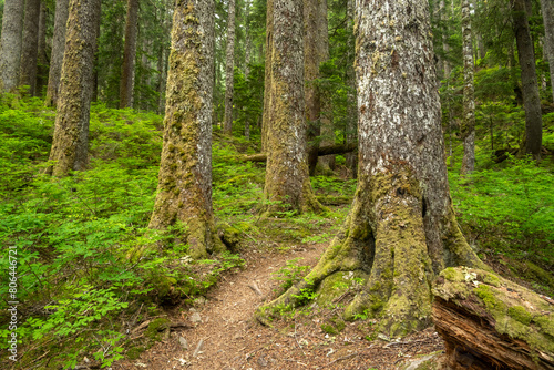 Bright Green Forest Floor Surround Strong Tree Trunks With Trail Passing Through