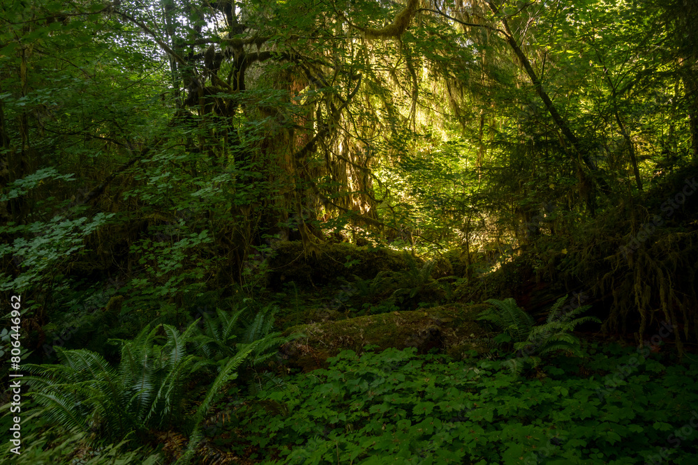 Bright Morning Light Fills The Background In Dark Hoh Rainforest Bright Morning Light Fills The Background In Dark Hoh Rainforest