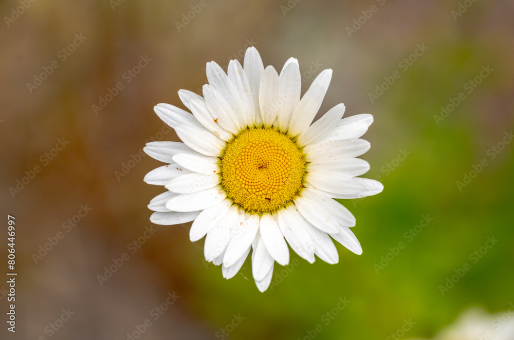 Fototapeta premium Bright White Daisy Centered In Frame