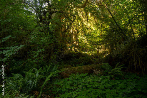 Bright Morning Light Fills The Background In Dark Hoh Rainforest